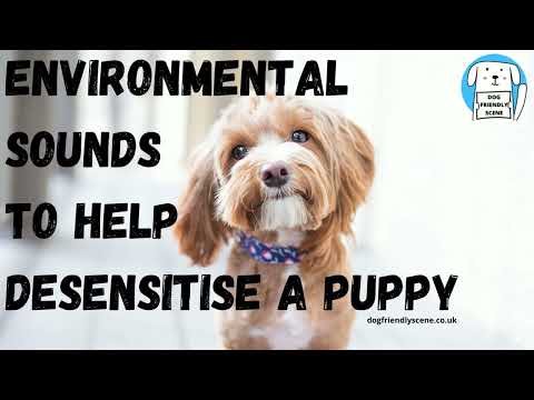 Environmental sounds to desensitise a puppy