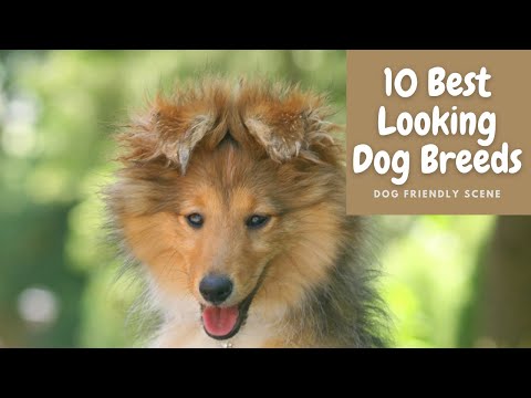 10 Best Looking Dog Breeds (Will Turn Heads)