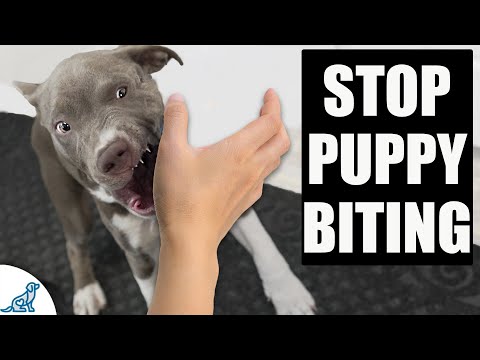 Change The Way You Think About Puppy Biting Training