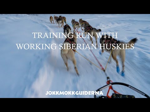 TRAINING RUN with WORKING SIBERIAN HUSKIES | Daily Life in Swedish Lapland