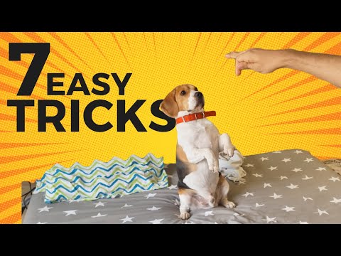 7 Cool Tricks to Teach your Beagle (with step-by-step Guide)