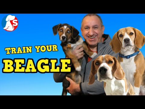 How To Train A BEAGLE To Listen &amp; Behave
