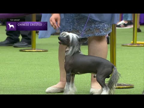 Chinese Cresteds | Breed Judging 2023