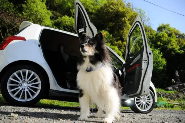 car and a dog
