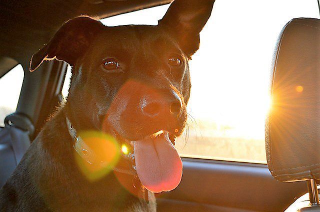 A dog travelling in a car