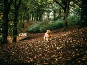 Dog in the countryside Dog in the countryside
