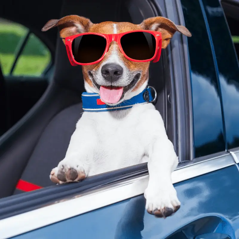 Jack Russell Terrier in car, looking out the window with sunglasses on