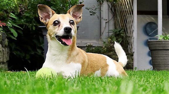 Jack Russell
