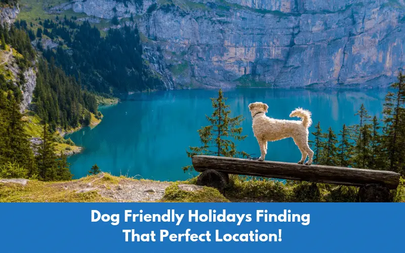 Dog Friendly Holidays | Finding That Perfect Location In The UK!