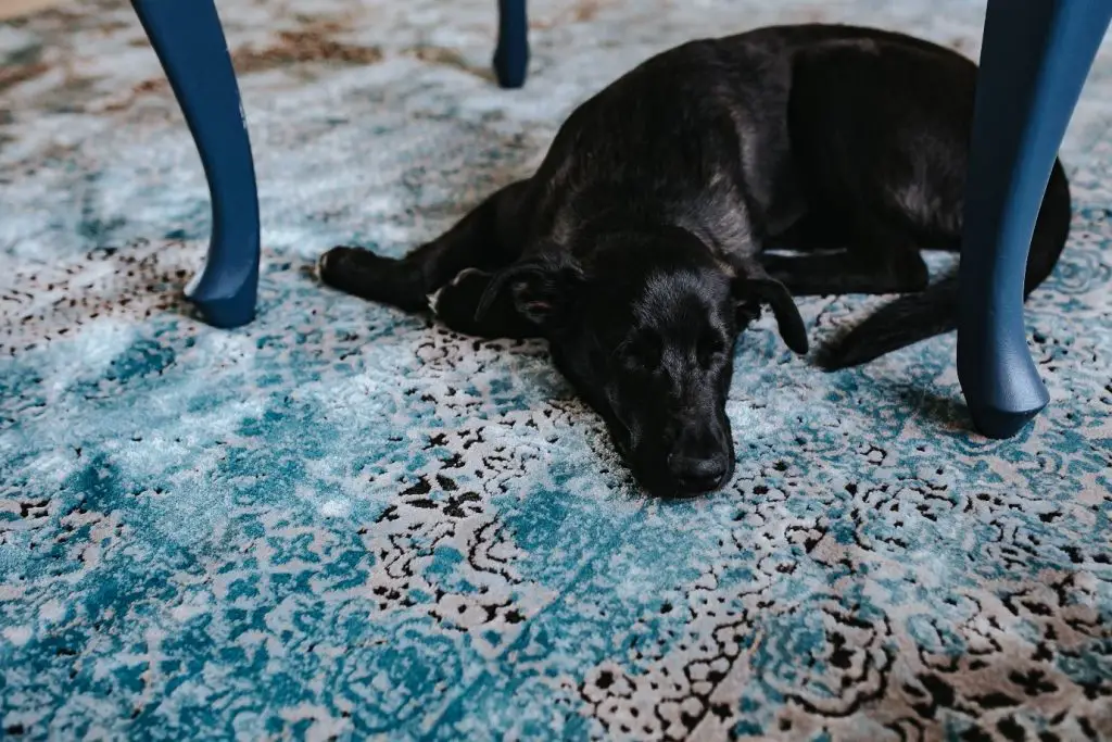 dog on a fabric rug
