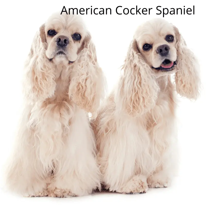 Two sitting up white American Cocker Spaniels