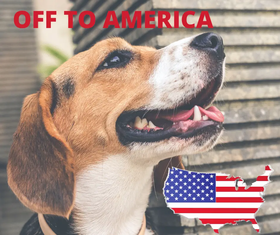 A Beagle dog in America