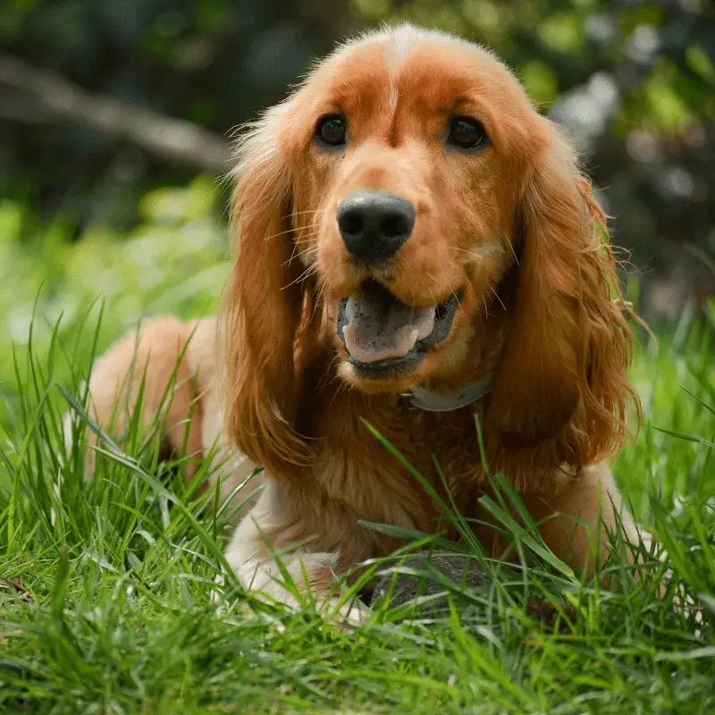 Cocker Spaniel Dog laying in the grass