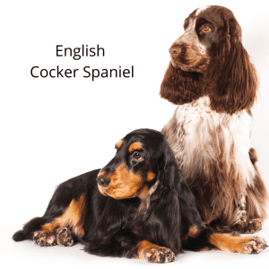 Are Cocker Spaniels Hyper? Understanding Their Energy Levels and ...