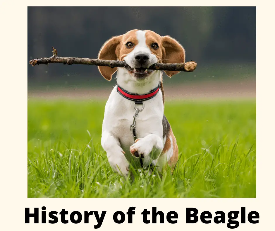 A beagle dog with a stick in mouth on the grass. Text: history of the beagle