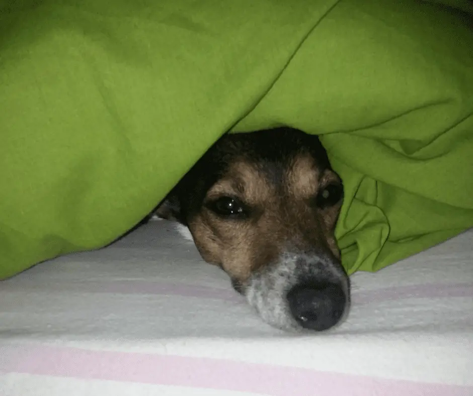 dog under the duvet