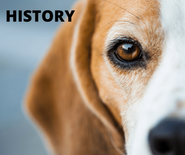 Tracing the Origins and Evolution of Beagle Dogs A Historical Overview