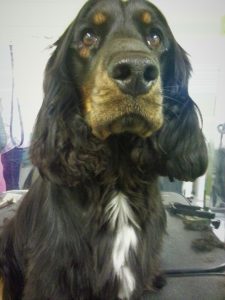 A Boy Cocker spaniel sitting up