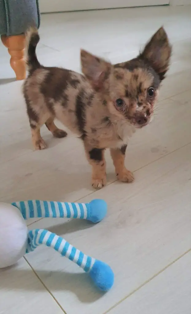 chihuahua puppy with a toy