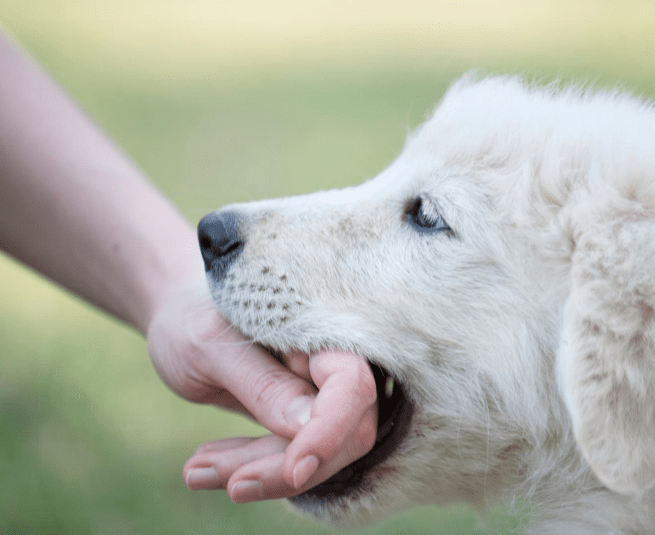 puppy biting a hand