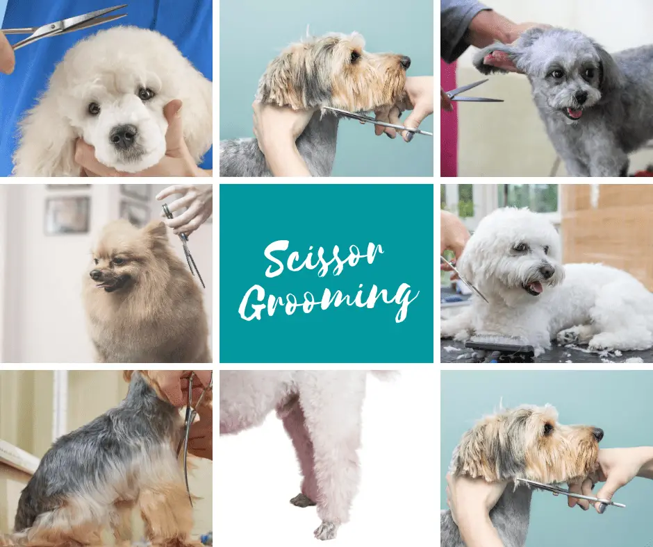 dog grooming scissor sharpening near me