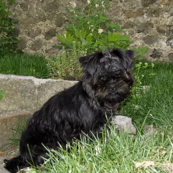 Affenpinscher Dog