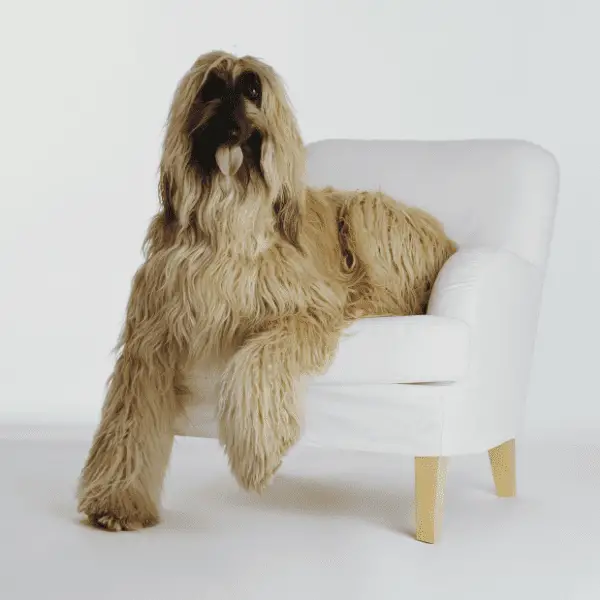 Afghan Hound Dog