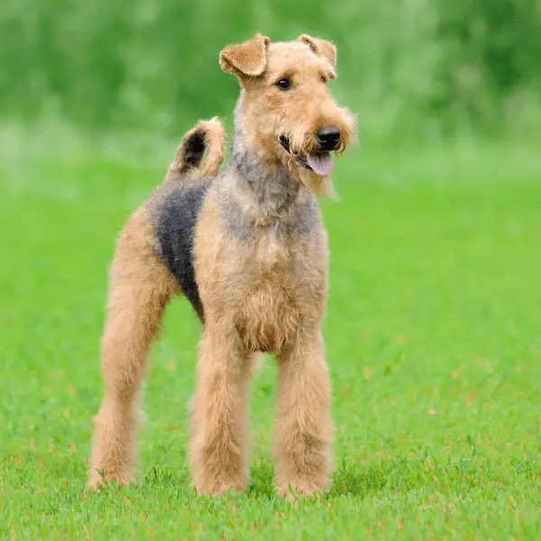 Airedale Terrier dog on the grass