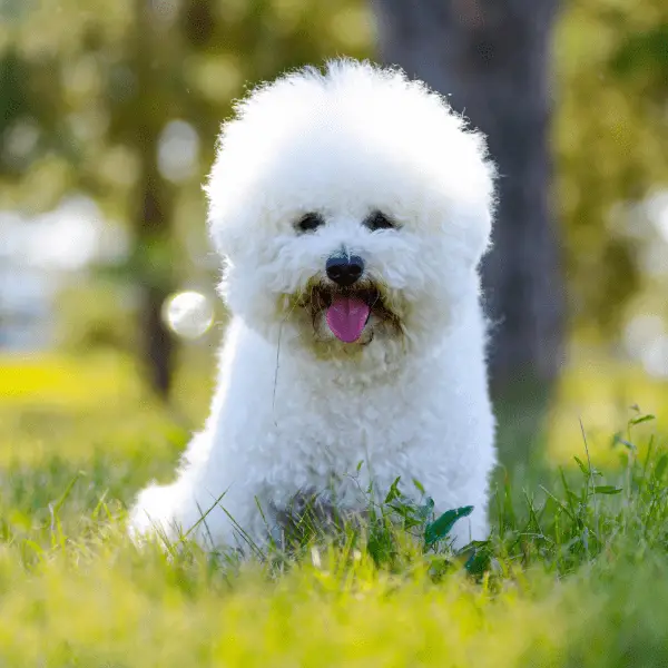 Bichon Frise Dog on the grass