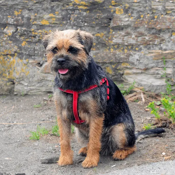 Border Terrier dog sitting outside