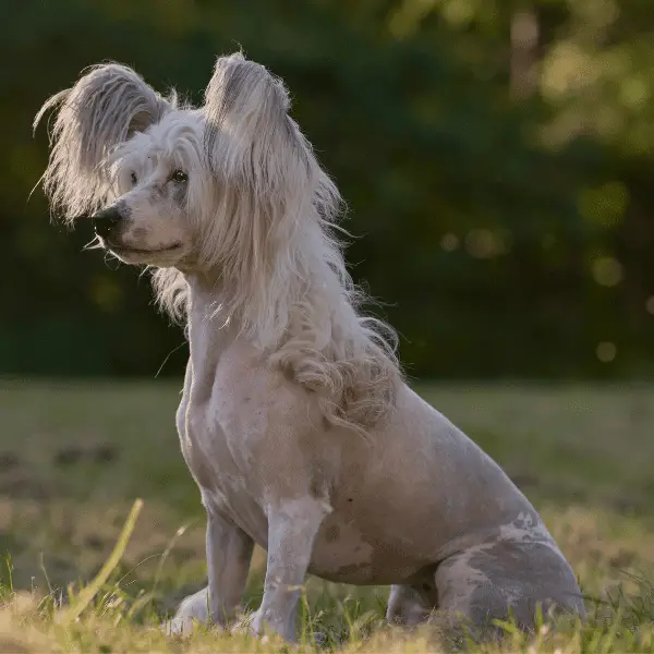 Chinese Crested Dog