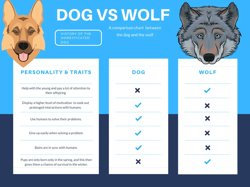 A personality comparison chart between the dog and the wolf personality