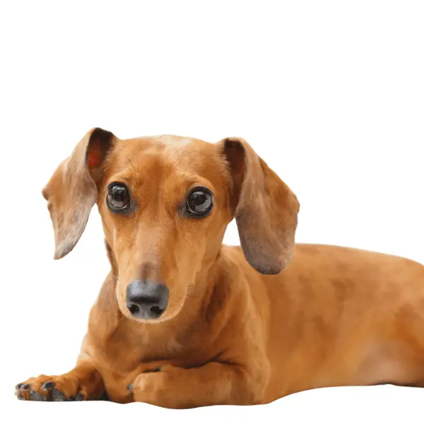 Dachshund