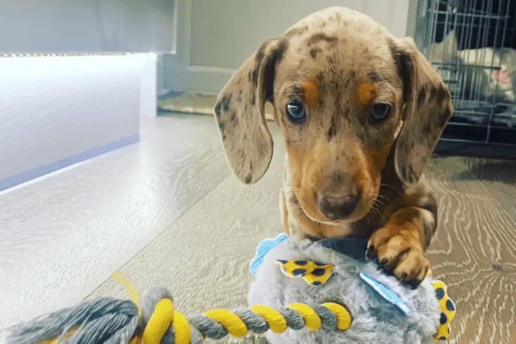 Dapple Dachshund Puppy