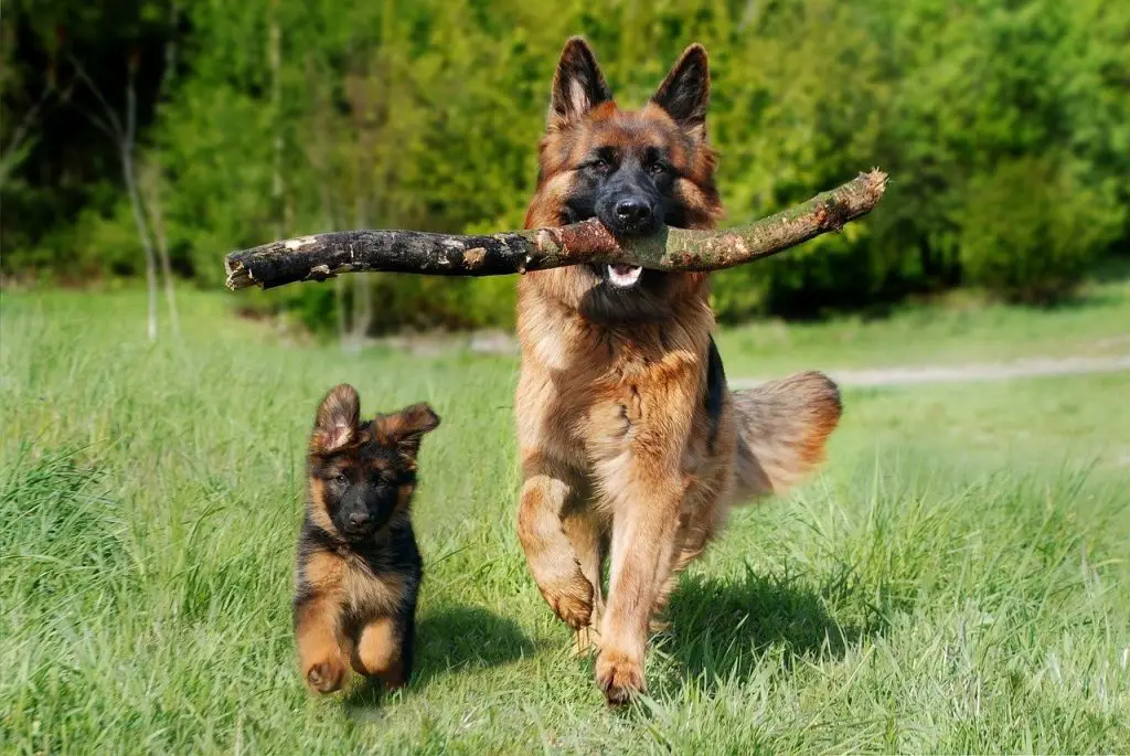 German Shepherd Adult dog and a German Shepherd Puppy