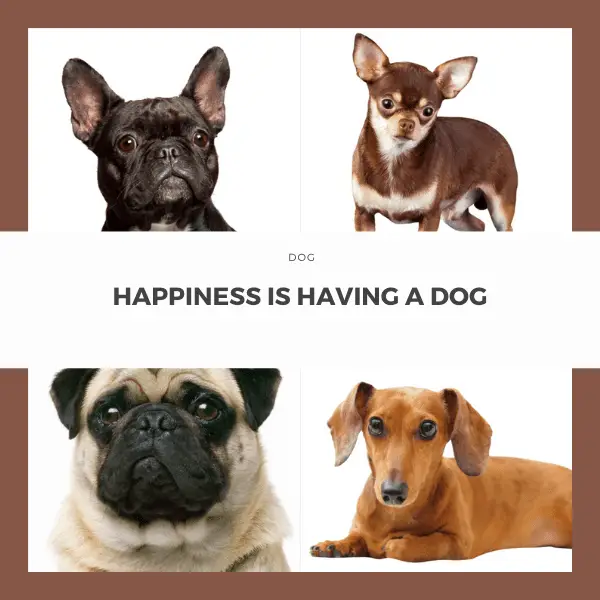 four dogs and a quote HAPPINESS IS HAVING A DOG