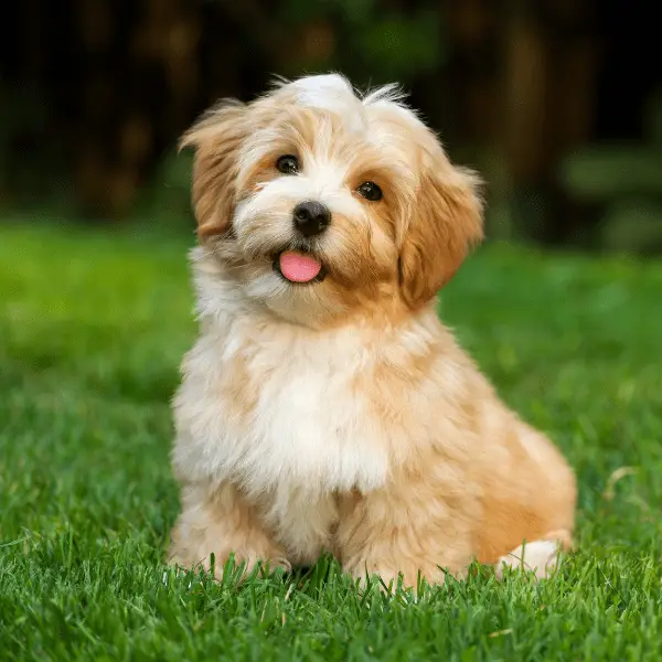 Havanese Puppy