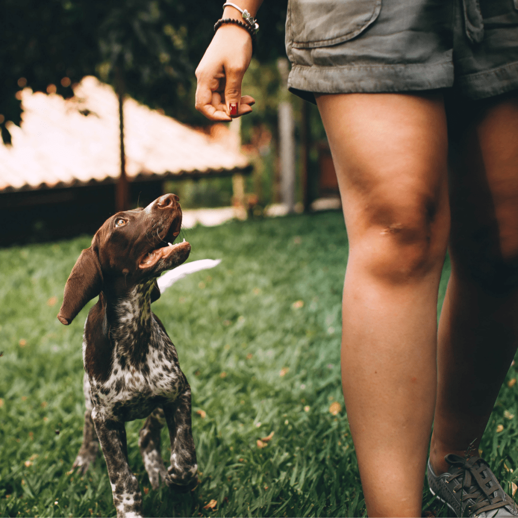 A dog training with owner