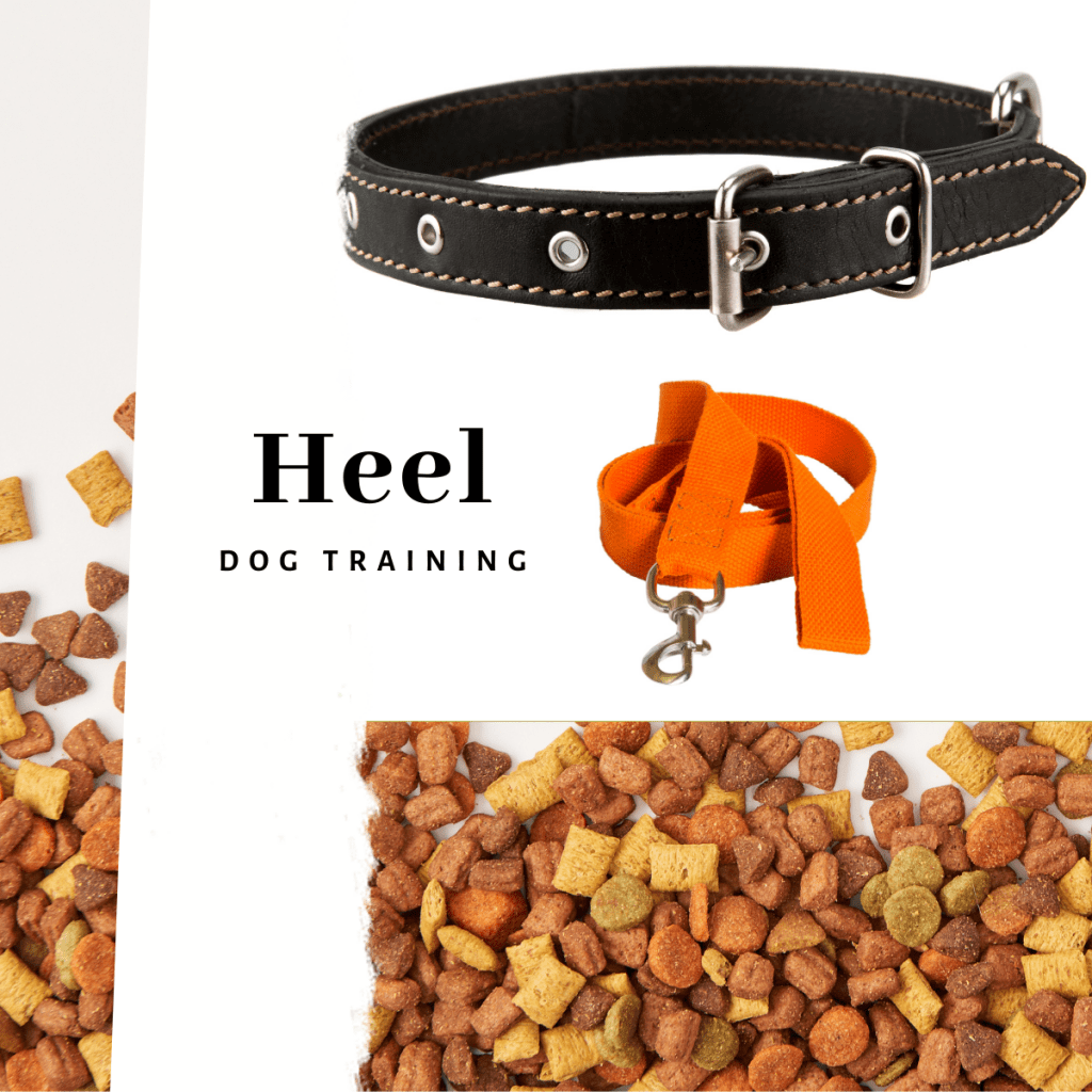 Dog lead, collar and treats