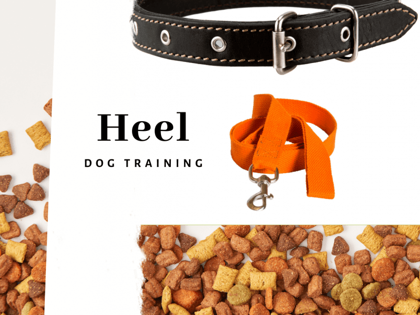 Dog lead, collar and treats