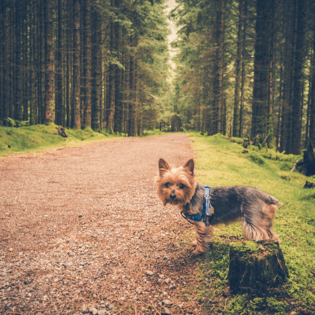 A dog looking back at owner