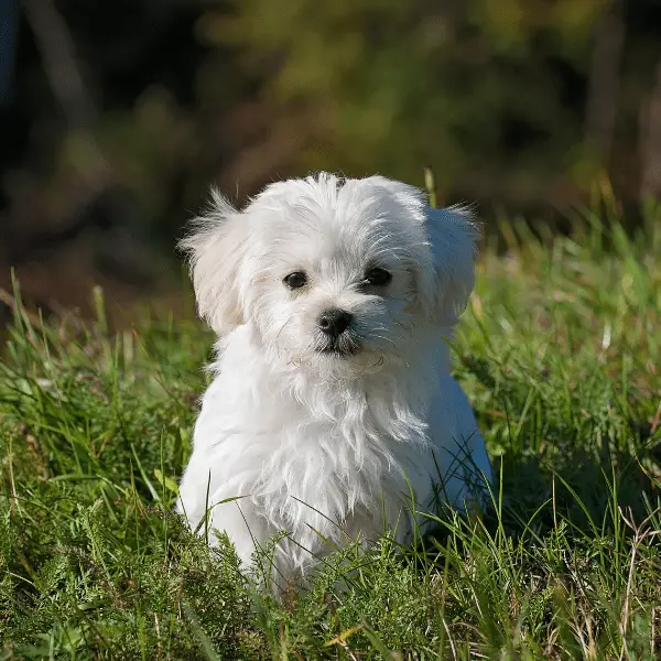 Maltese outside on the grass