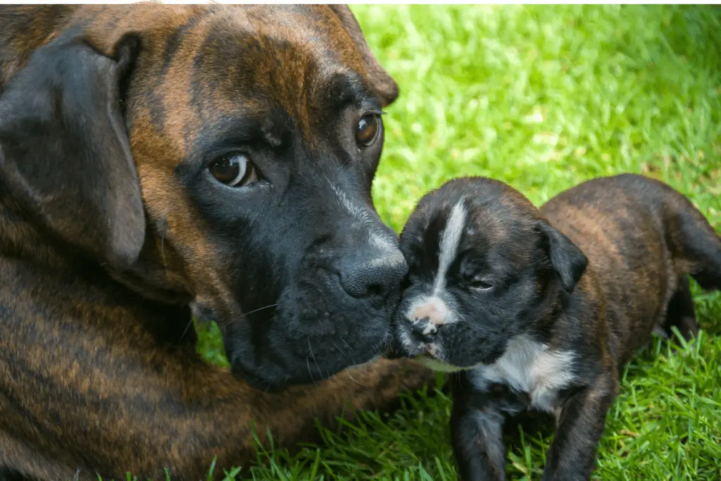 Mother adult dog with puppy
