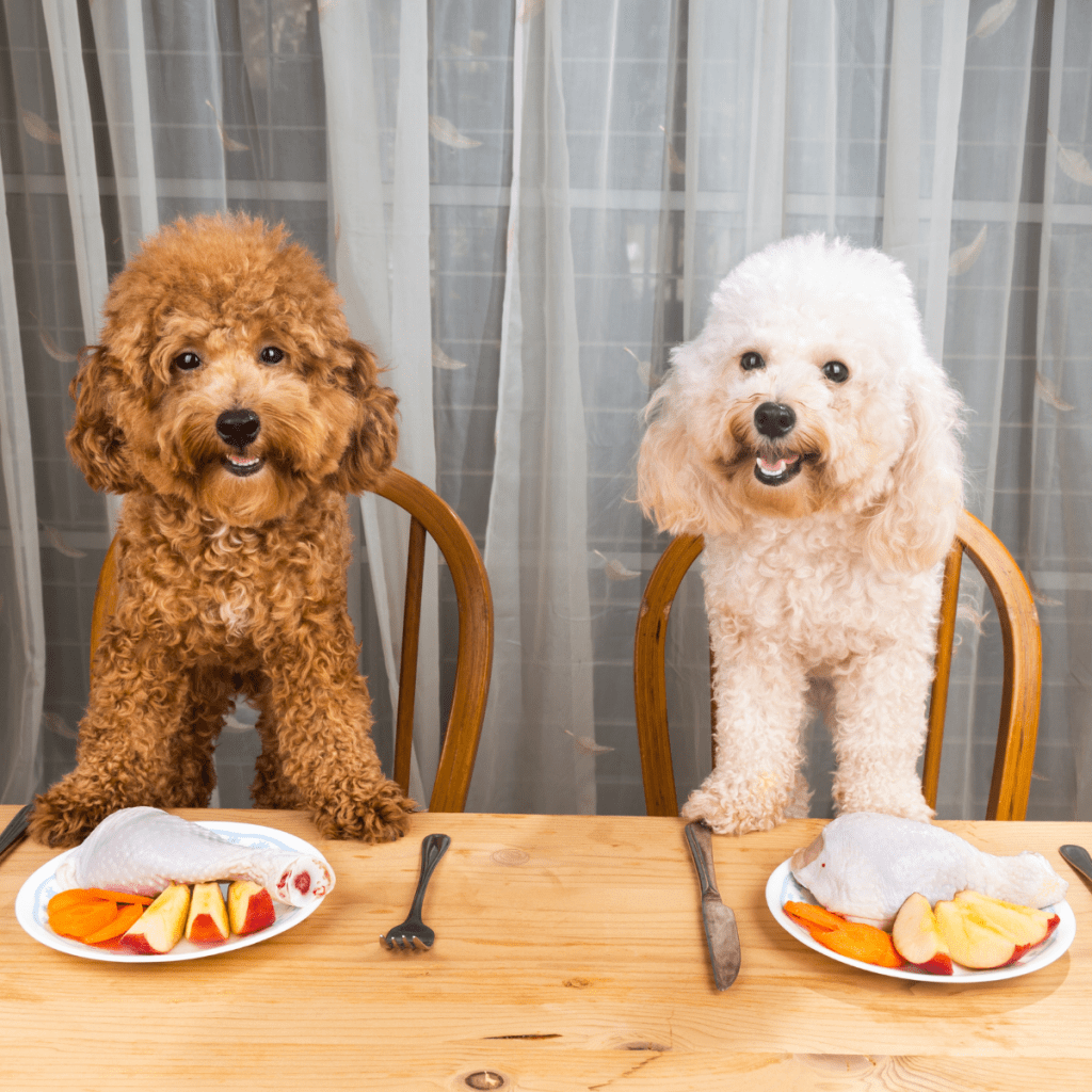 Two dogs having dinner together at a table