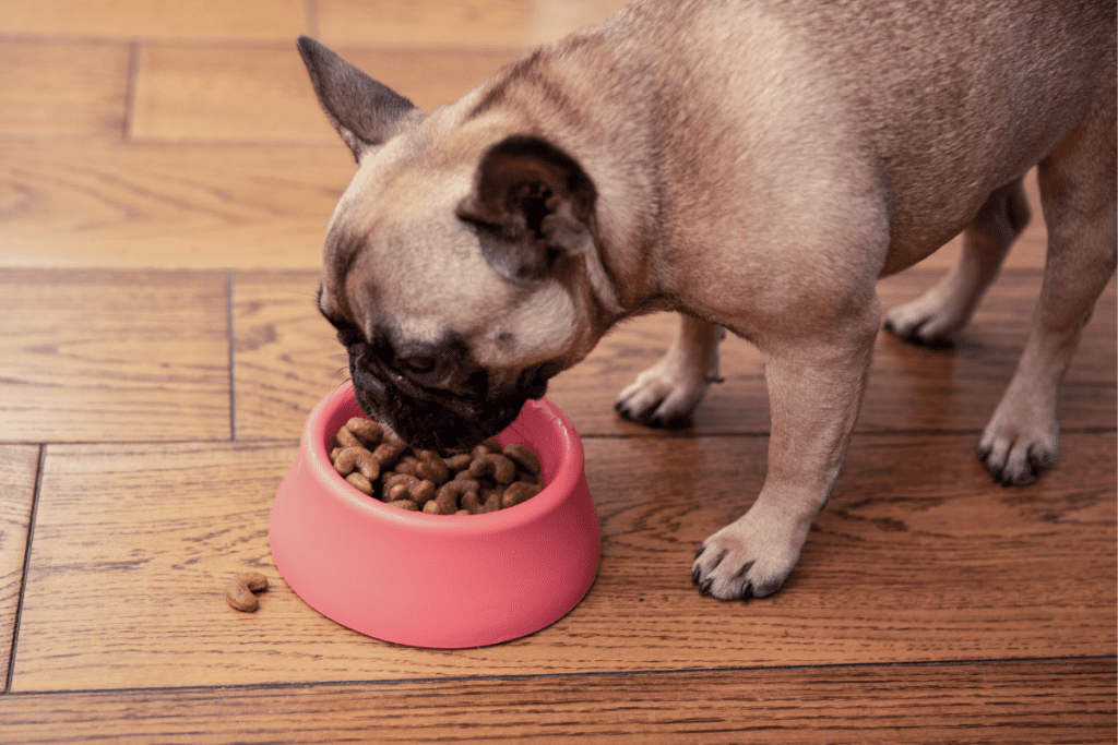 A Pug eating his dinner