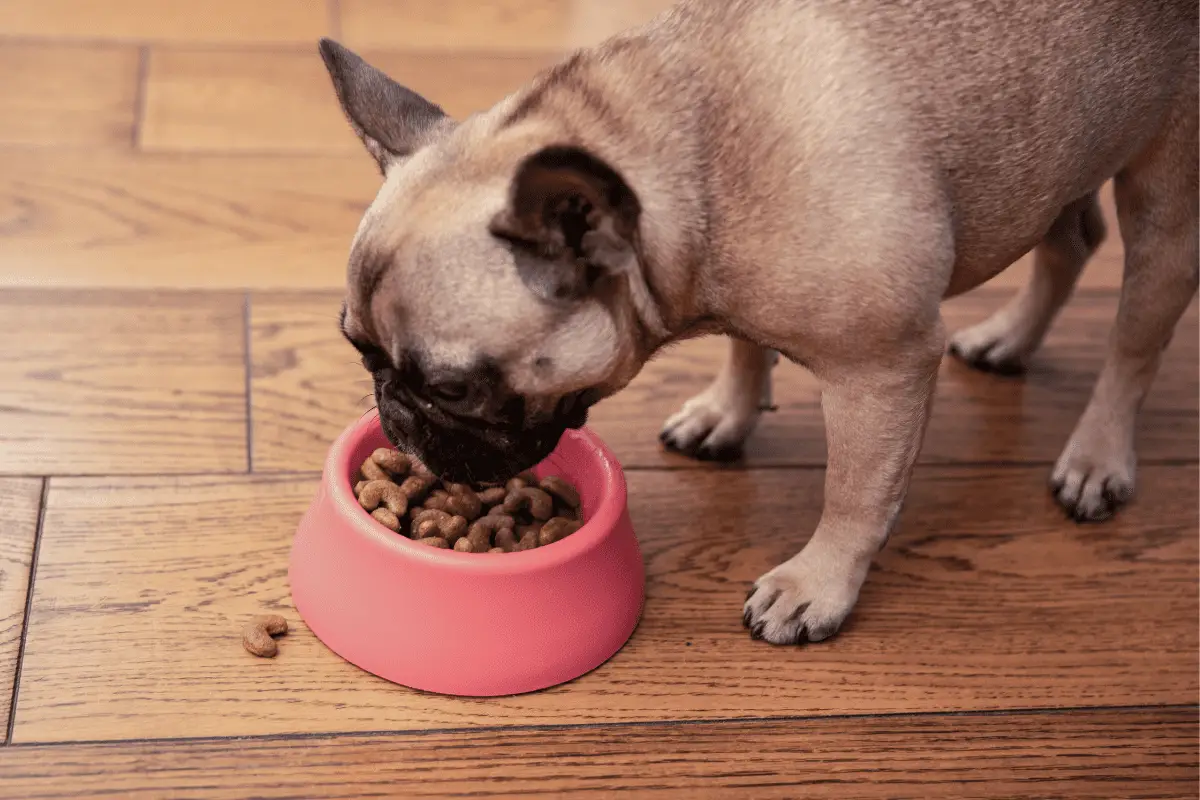 Find Out Why Dogs Eat Their Poop (4 Solid Reasons) - Dog Friendly Scene