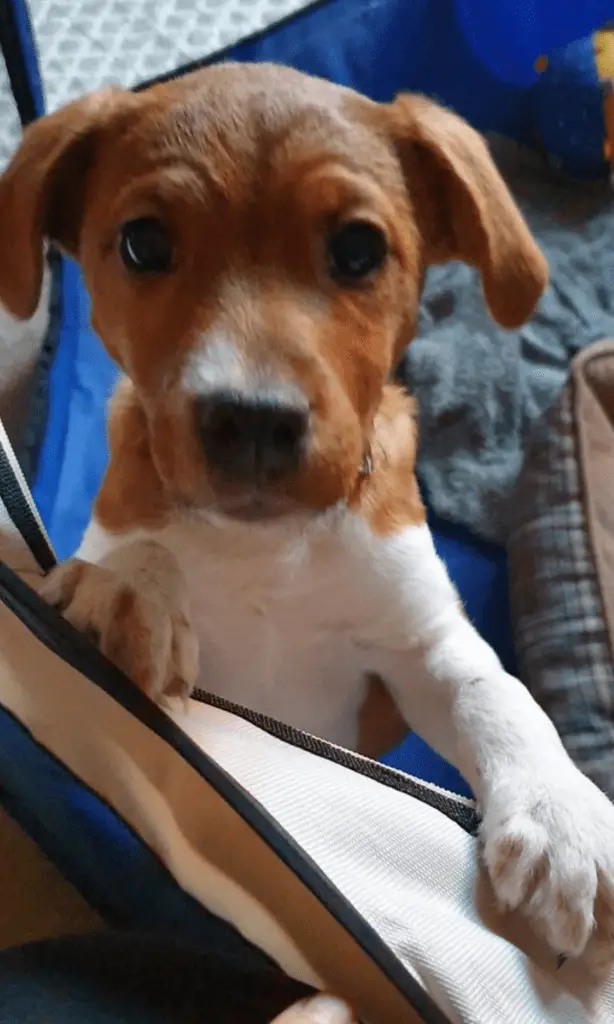 Plummer Terrier puppy in a playpen