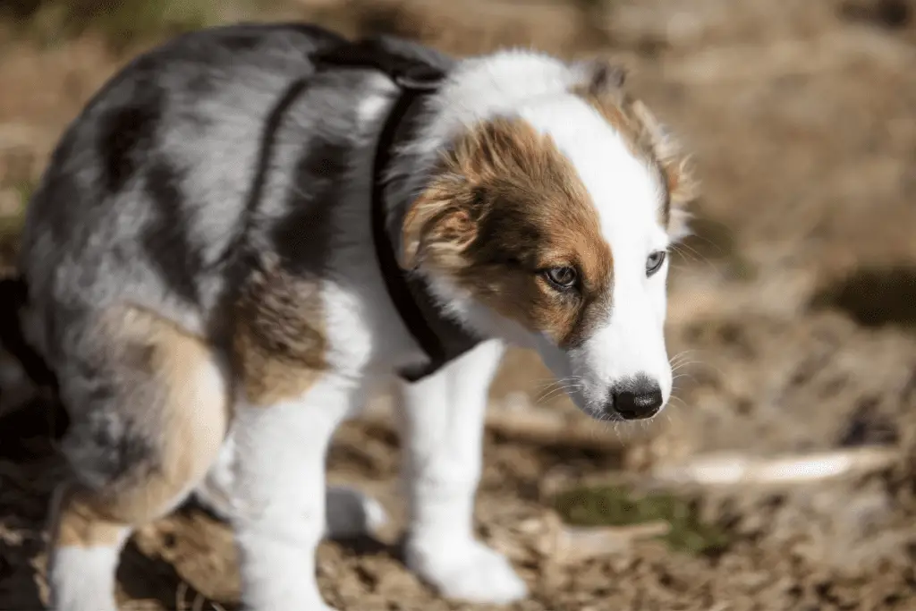 a Puppy pooping outside