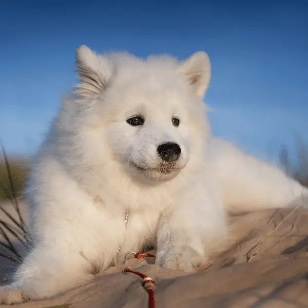 Samoyed Dog