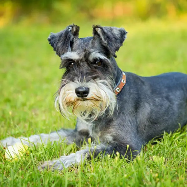 Schnauzer laying on grass